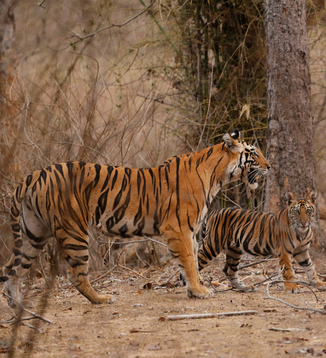 Ranthambore Tiger And Cub